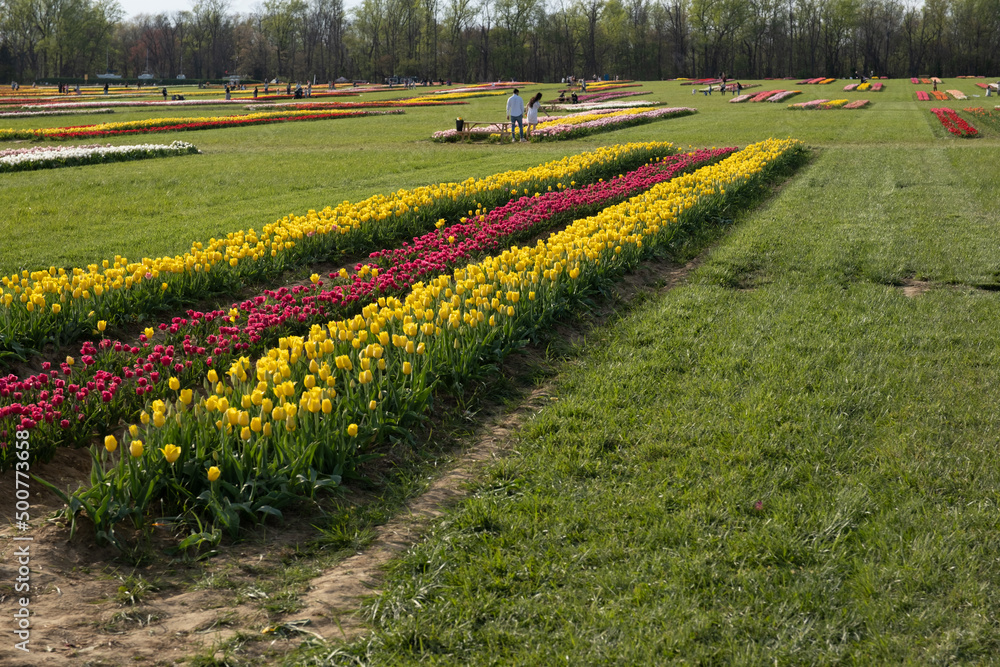 Planting tulips of various colors in a field on a sunny day
