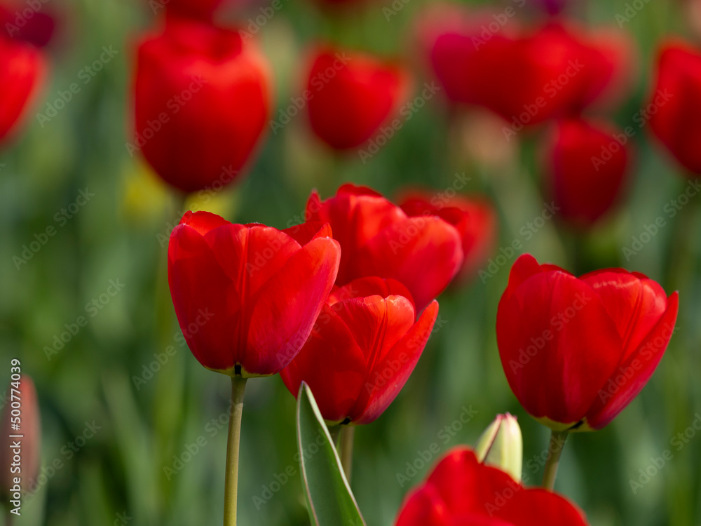 Springtime flowers Springtime flowers