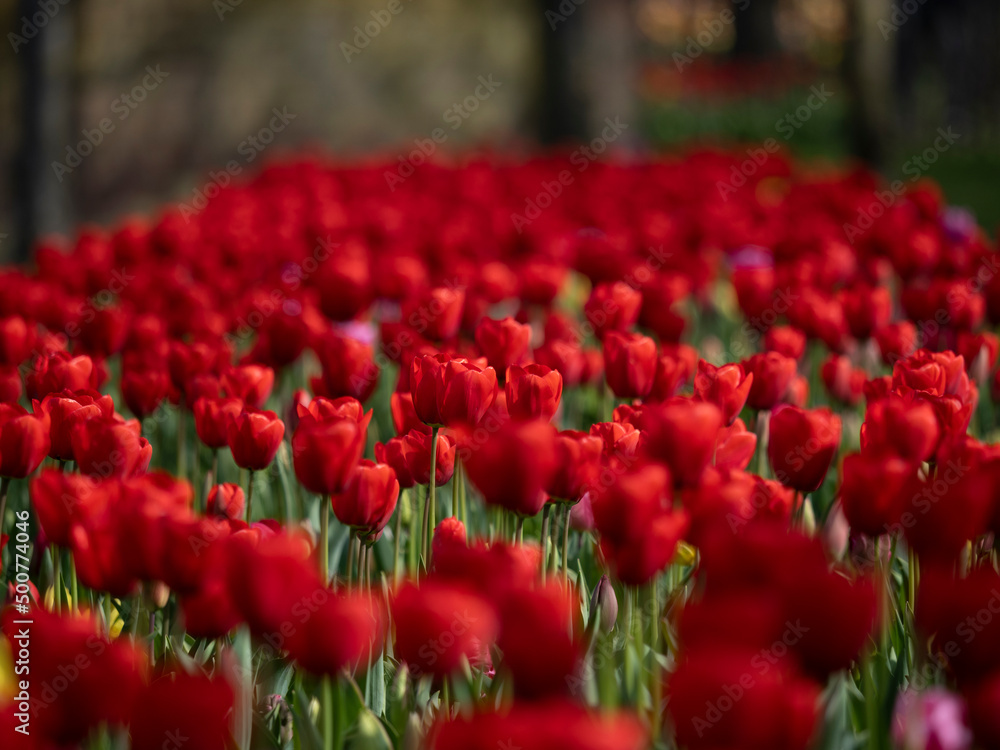 Amazing tulips flowers in the springtime Amazing tulips flowers in the springtime