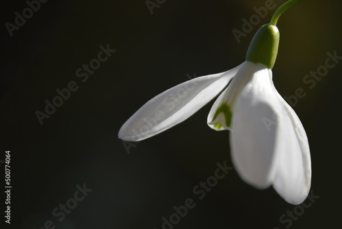 Close up of snowdrop on dark background with copy space