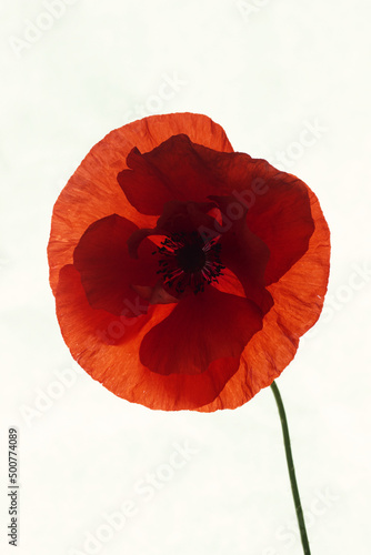 Red blooming poppy on a green stem on a background of white textured paper close-up