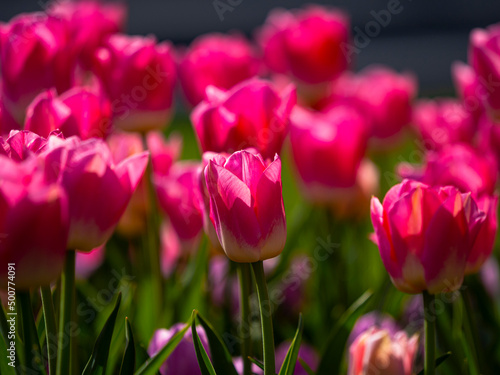 Beautiful tulips flowers