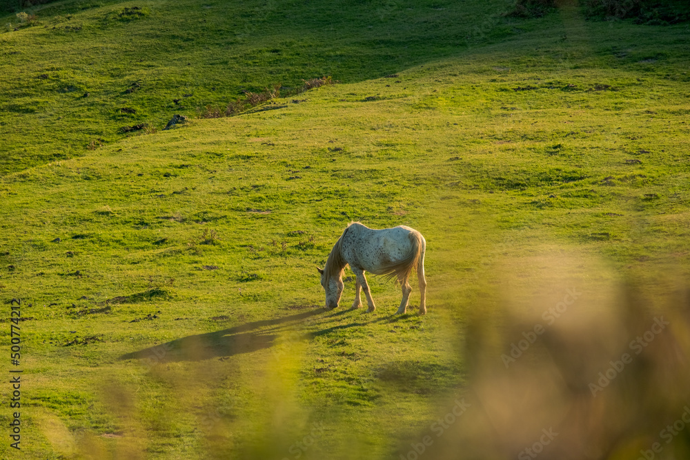 Fototapeta premium Horse eating in an open field at sunset