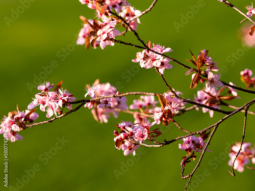 Beautiful wild cherry flowers
