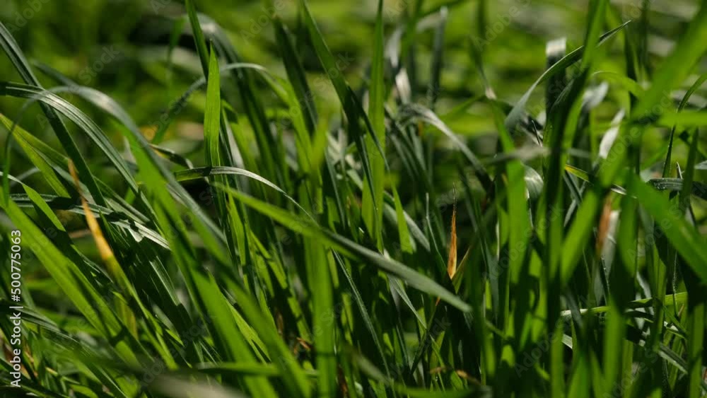 Green grass closeup background. Close-up view of fresh green grass, selective focus. Grass background - selective focus. Wheaten field. Green grass closeup background. Close-up view of fresh green grass, selective focus. Grass background - selective focus. Wheaten field.