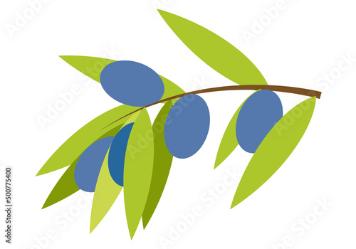 Rama con aceitunas u olivas en fondo blanco.