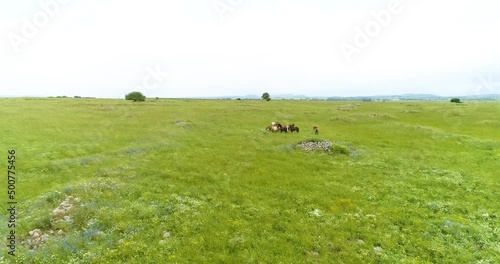 Aerial view of horses in a grassland landscape, Golan Heights, Israel. photo