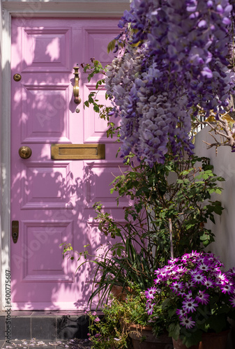 Wisteria in full bloom growing outside a house with pink door in Kensington  London. Photographed on a sunny spring day.