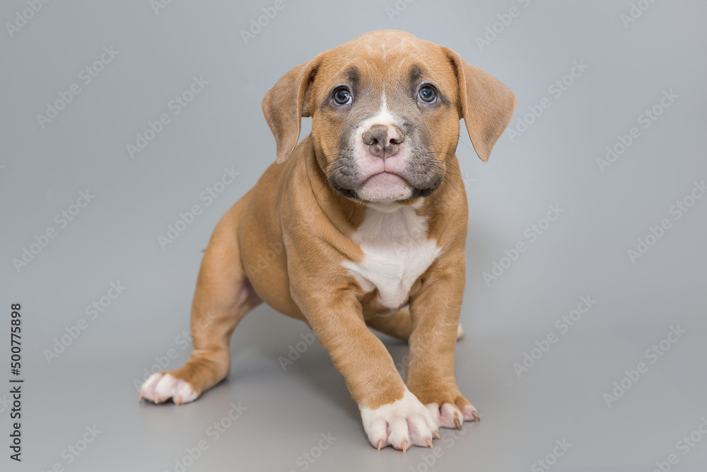 Small American bully puppy