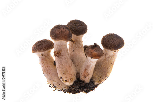 honey mushrooms isolated photo