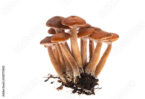 Cuadro en lienzo honey mushrooms isolated
