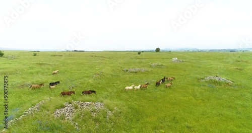 Aerial view of horses in a grassland landscape, Golan Heights, Israel. photo