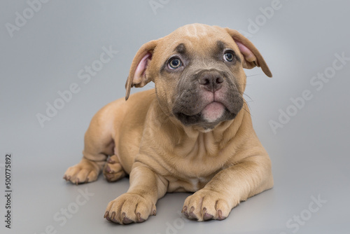 Small American bully puppy © Okssi