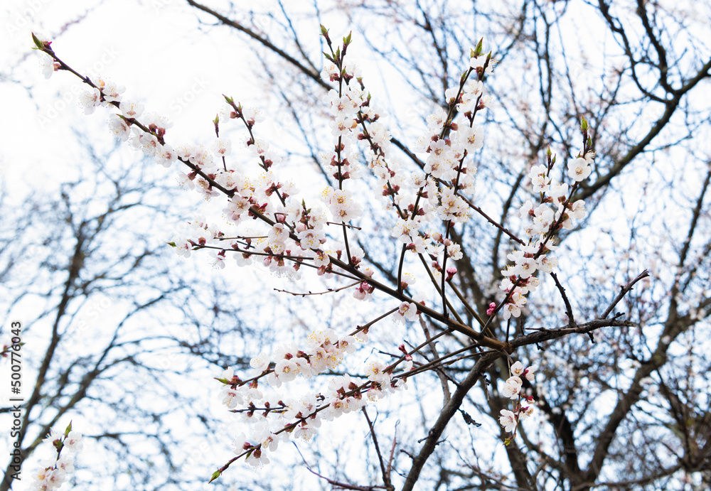 Cherry tree branches blossoming with spring flowers on natural blurry background, blossom Cherry tree branches blossoming with spring flowers on natural blurry background, blossom