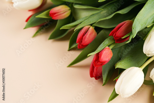 A bunch of red and white tulips on a beige colored background  copy space for text
