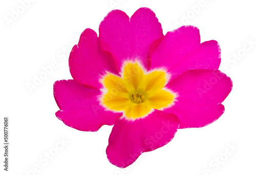 primrose flower isolated