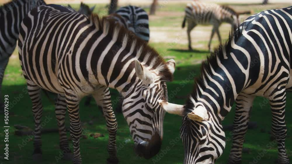 Herd of zebras grazing on green pasture on a sunny day. Slow motion. Herd of zebras grazing on green pasture on a sunny day. Slow motion.