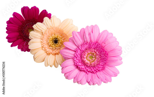 gerbera flowers isolated