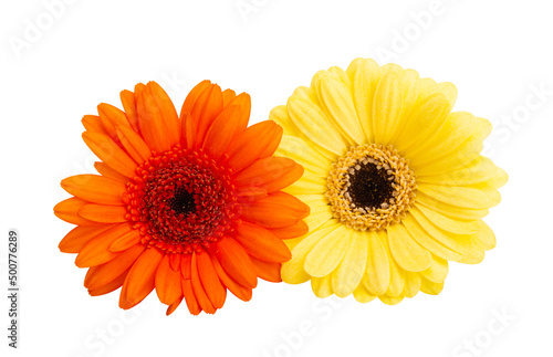 gerbera flowers isolated