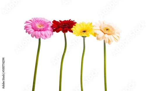 gerbera flowers isolated