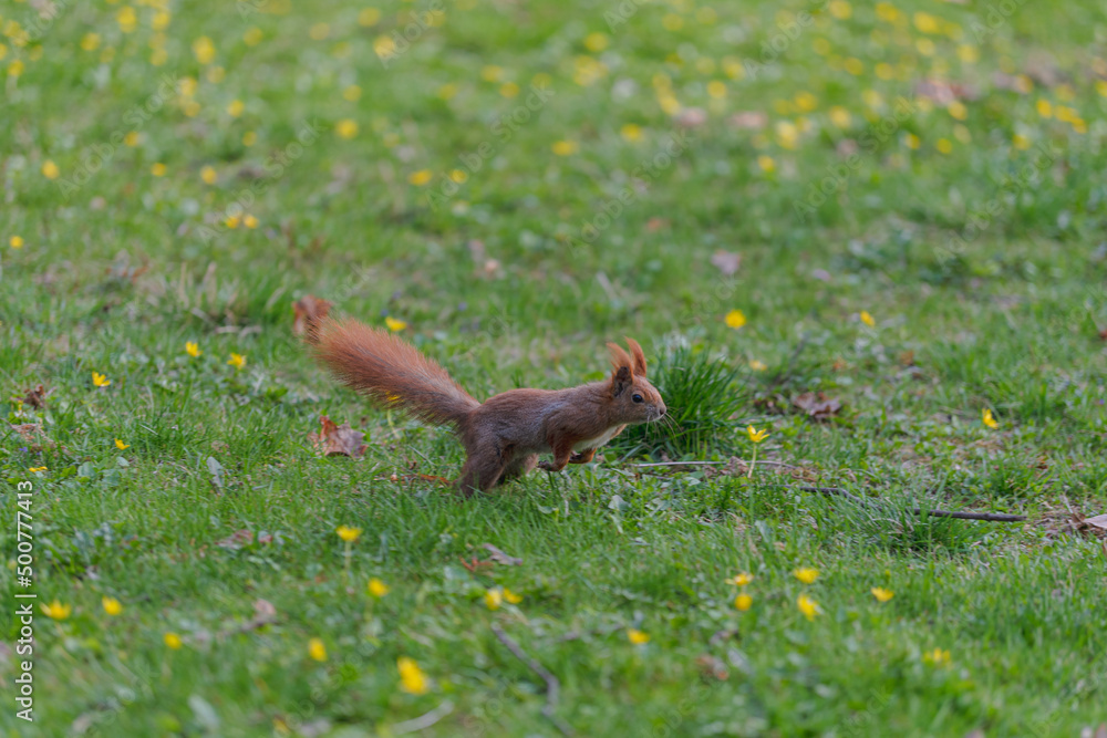 Fototapeta premium squirrel in the grass