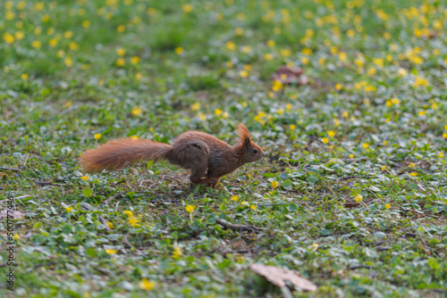squirrel on the grass
