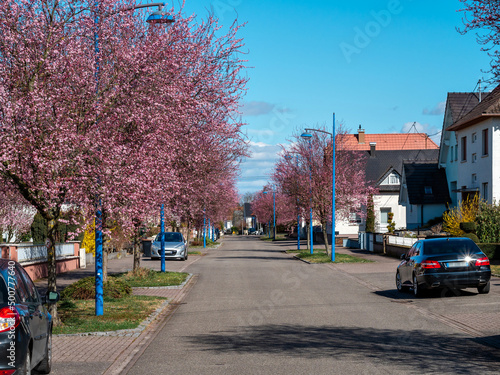 Beautiful cherry blossoms blooming with pink flowers