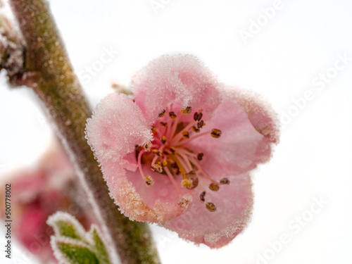 frozen peach tree in bloom, frost in the growing season, flowers damaged in April