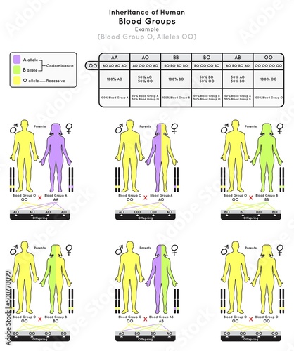 Inheritance of Human Blood Group O Infographic Diagram example alleles OO parent probabilities offspring type percentage heredity genetic science education gene biology medical medicine vector