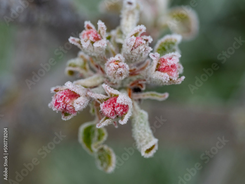 frozen apple tree in bloom, frost in the growing season,  flowers damaged in April