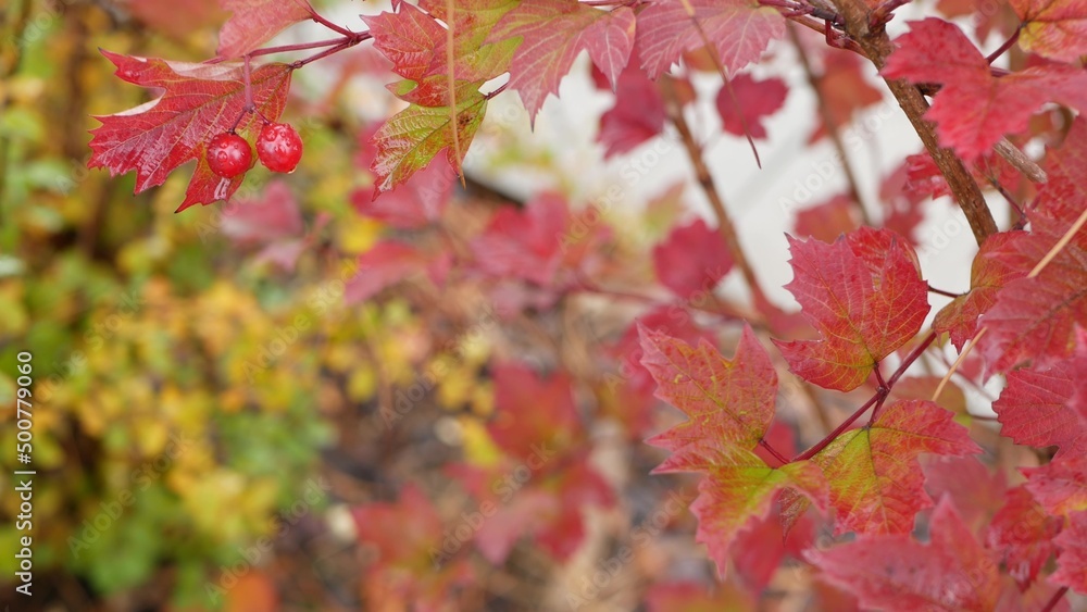 Red autumn guelder rose leaves, wild viburnum berry fall leaf in rainy forest or woods. Wet leafage in september, october or november. Seasonal foliage in moist woodland. Small water drops or droplets Red autumn guelder rose leaves, wild viburnum berry fall leaf in rainy forest or woods. Wet leafage in september, october or november. Seasonal foliage in moist woodland. Small water drops or droplets