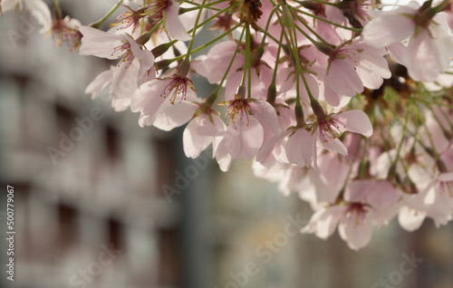 Cherry branch with pink flowers in front of condo building