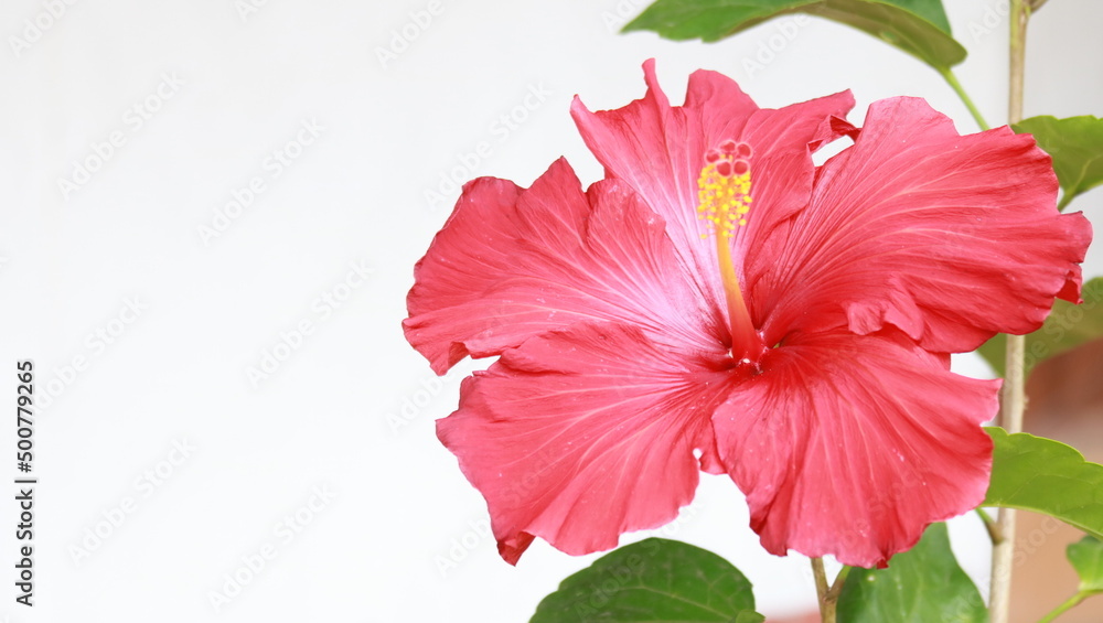 Obraz premium cayenne flower