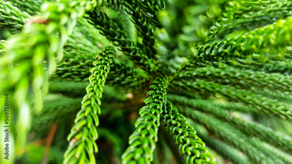 beautiful green leaf of a pine tree