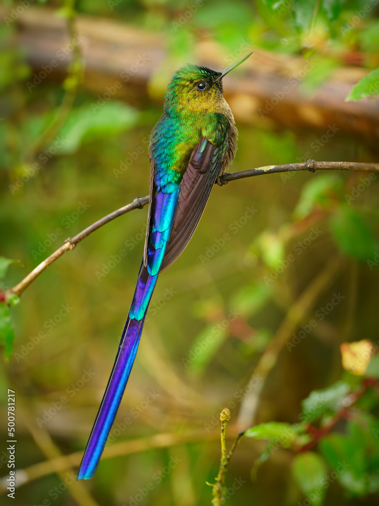 Fototapeta premium Violet-tailed Sylph - Aglaiocercus coelestis species of bird hummingbird in the coquettes, tribe Lesbiini of subfamily Lesbiinae, found in Colombia and Ecuador, very long blue color tail