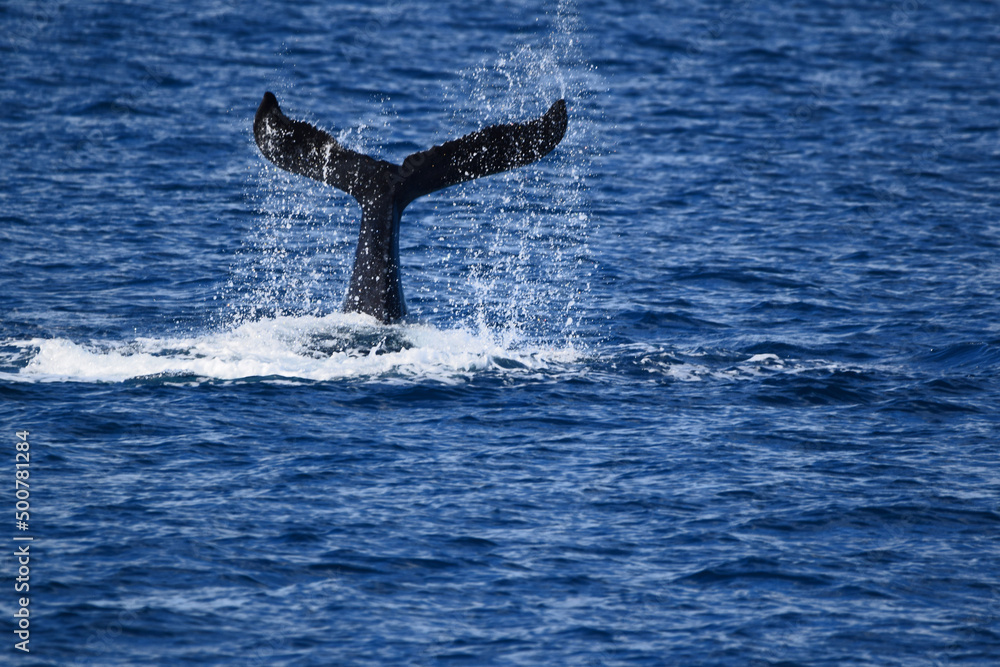 whale tale whale tale