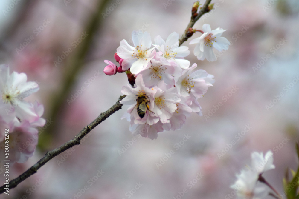 Spring bee Spring bee