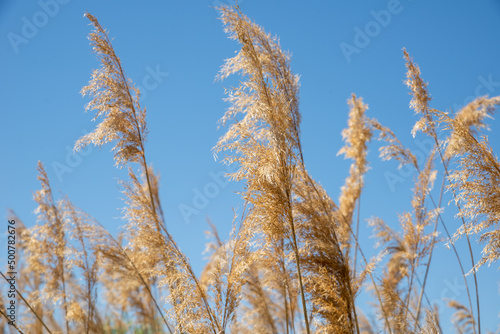 Reeds against the blue sky in a bright sunny day