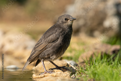 Common starling sitting near a puddle