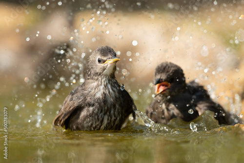 Common starling bathing in a puddle
