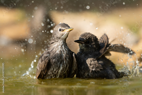 Common starling bathing in a puddle