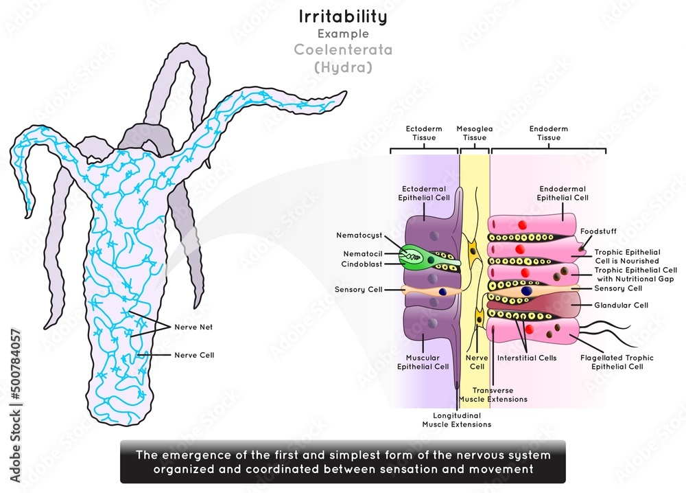 Irritability in Coelenterata Infographic Diagram example hydra