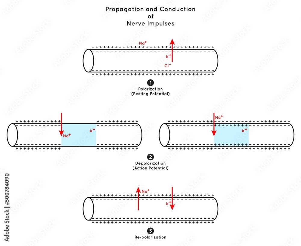 Propagation and Conduction of Nerve Impulse Infographic Diagram including polarization resting potential depolarization action re-polarization neurology biology physiology science education vector