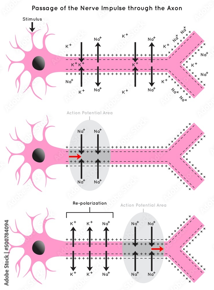 neuron depolarization