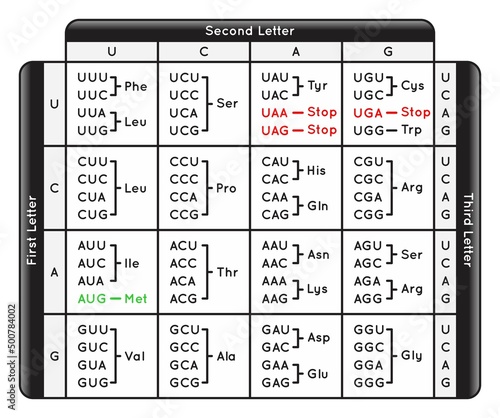Table of Codons the Genetic Code of Human Infographic Diagram nucleotide base sequence on DNA mRNA transcription translation to protein amino acids synthesize biology omics science education vector