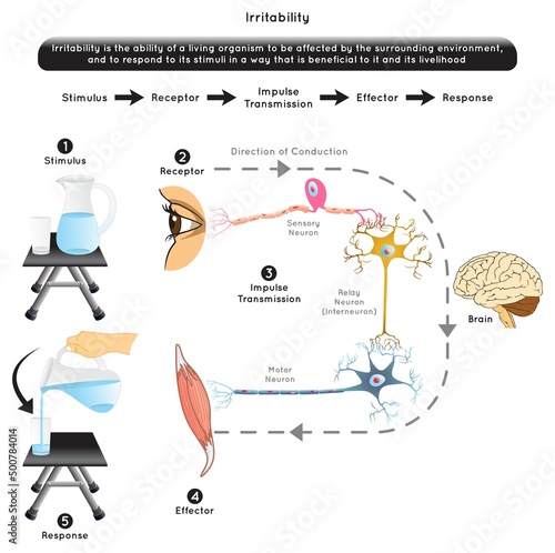 Irritability in Biology Infographic Diagram element stimulus receptor impulse effector response example human eye see water jug empty glass hand holding jug filling biological science education vector