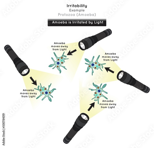 Irritability in Protozoa Infographic Diagram example amoeba irritated by light move away element stimulus receptor impulse effector response ameba unicellular organism biology science education vector