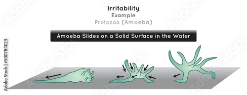 Irritability in Protozoa Infographic Diagram example amoeba slides on solid surface in water extend retract pseudopods stimulus response ameba unicellular organism biology science education vector