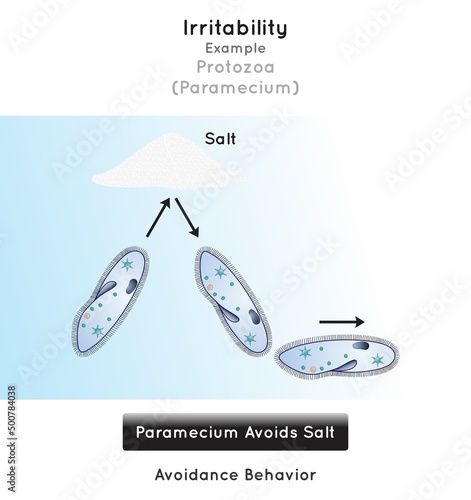 Irritability in Protozoa Infographic Diagram example paramecium avoidance behavior avoid salt element stimulus receptor impulse response unicellular organism motion biology science education vector