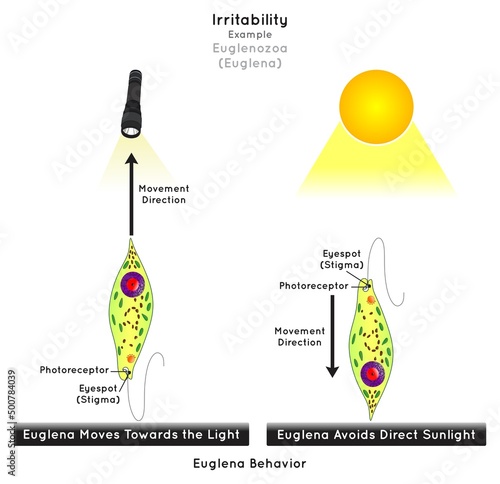Irritability in Euglenozoa Infographic Diagram example euglena move toward light but it avoid direct sunlight stimulus receptor impulse response unicellular organism biology science education vector